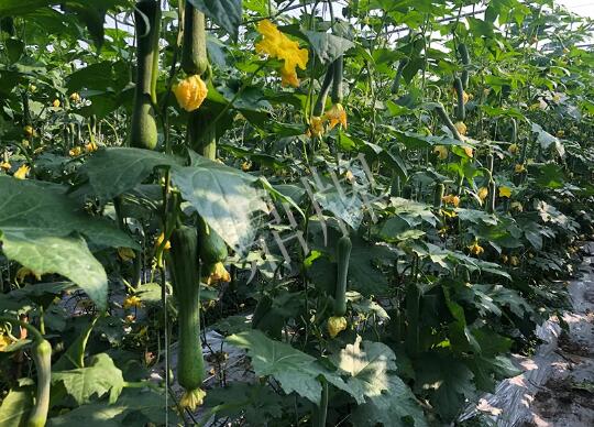 蔬菜種子種植戶客戶點(diǎn)評-種植“優(yōu)比1號(hào)”差的用戶，差到什么樣子？