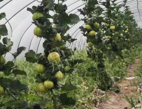 蔬菜種子種植戶客戶點(diǎn)評(píng)-我的乖乖，一株坐果15個(gè)，6元1斤，好賣得很！