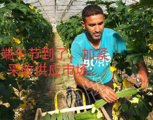蔬菜種子種植戶客戶點(diǎn)評(píng)-羨慕！每公斤24元，“優(yōu)比1號(hào)”在法國(guó)的表現(xiàn)…