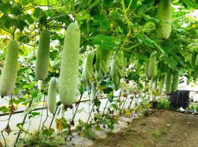 蔬菜種子種植戶客戶點(diǎn)評(píng)-我種的冬瓜，肉緊味甜，按個(gè)賣！