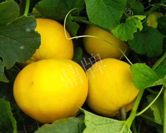 蔬菜種子種植戶客戶點(diǎn)評(píng)-純賺50萬(wàn)，我這個(gè)“張大膽”榮光了一把！