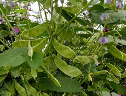 蔬菜種子種植戶客戶點評-一梭梭的，真是結(jié)坨了，“特早春”扁豆市斤批價達到10元
