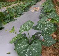 蔬菜種子種植戶客戶點評-無需噴農(nóng)藥的蔬菜，栽培簡單、效益高！