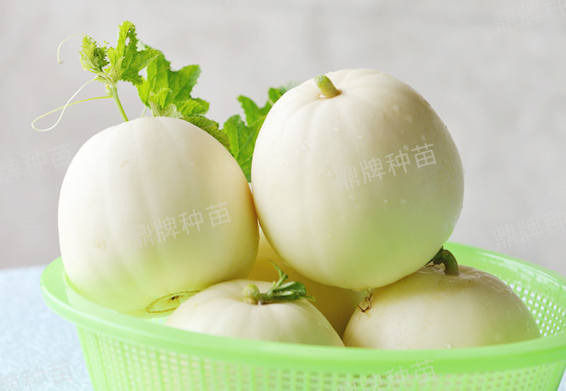 就這4個(gè)薄皮甜瓜，畝產(chǎn)萬(wàn)斤很輕松，瓜果菜農(nóng)搶著種植