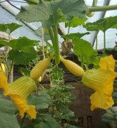 蔬菜種子種植戶客戶點評-看看菜農劉剛建種植的“黃金筍瓜”，高產又高價！
