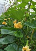 蔬菜種子種植戶客戶點評-在大棚內(nèi)栽培“健美蜜本”南瓜，怎么樣？看菜農(nóng)石昌斌發(fā)來的圖片