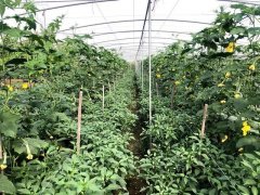 蔬菜種子種植戶客戶點評-這個品種，結(jié)瓜太夸張了！太恐怖了！