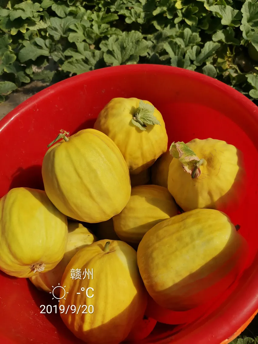 高溫季節(jié)種植甜瓜，什么品種最好？這個(gè)品種是秋季上市的專用品種