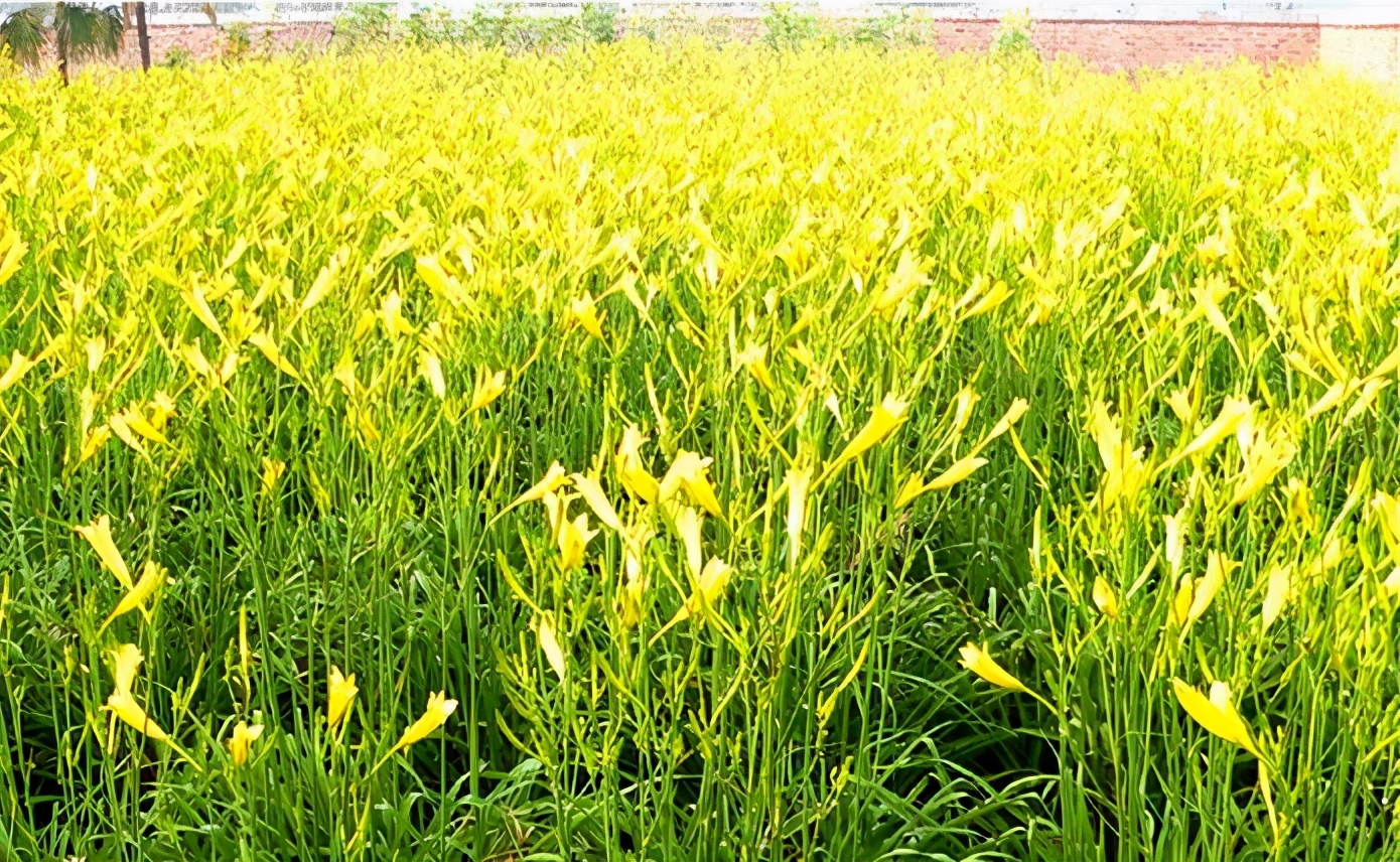 一斤接近20塊，原來它才是最火的國民蔬菜！全國都適種
