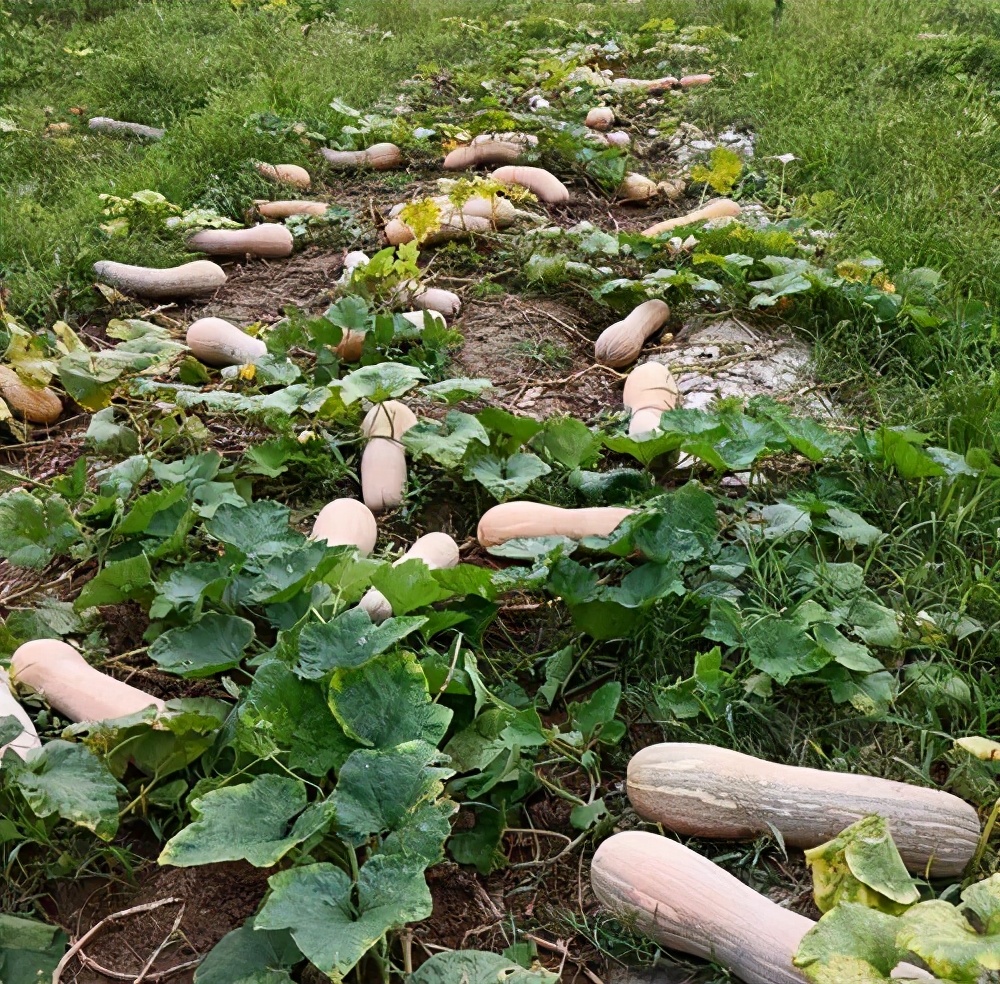 一位轉(zhuǎn)業(yè)后的特種兵，辦農(nóng)場種瓜菜，靠1個(gè)優(yōu)點(diǎn)，年賺200萬