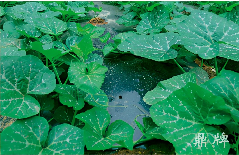 種這種綠葉菜，栽培輕松，畝產(chǎn)值過萬元，菜農(nóng)表示很劃算