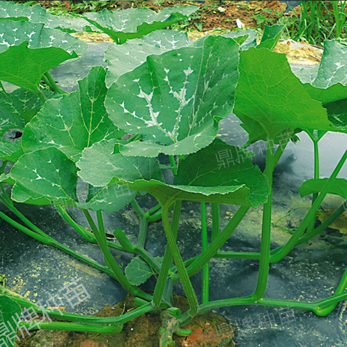 種這種綠葉菜，栽培輕松，畝產(chǎn)值過萬元，菜農(nóng)表示很劃算