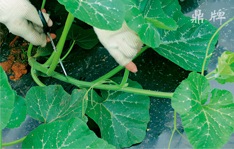 種這種綠葉菜，栽培輕松，畝產(chǎn)值過萬元，菜農(nóng)表示很劃算