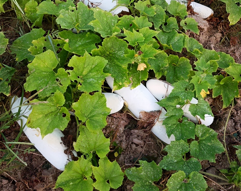 這個(gè)品種太優(yōu)秀了！耐儲耐運(yùn)，適合大面積種植，菜農(nóng)瓜販都喜歡