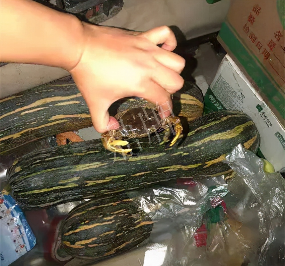 四川農戶今年種“健美蜜本”南瓜產量高，品質好，感覺巴適得很