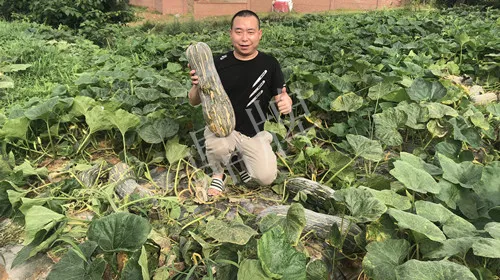 四川農戶今年種“健美蜜本”南瓜產量高，品質好，感覺巴適得很