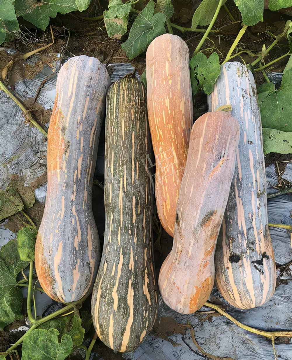四川農戶今年種“健美蜜本”南瓜產量高，品質好，感覺巴適得很
