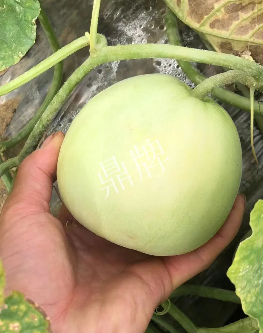 郴州農(nóng)戶種植新品種，果實又香又甜，很好賣