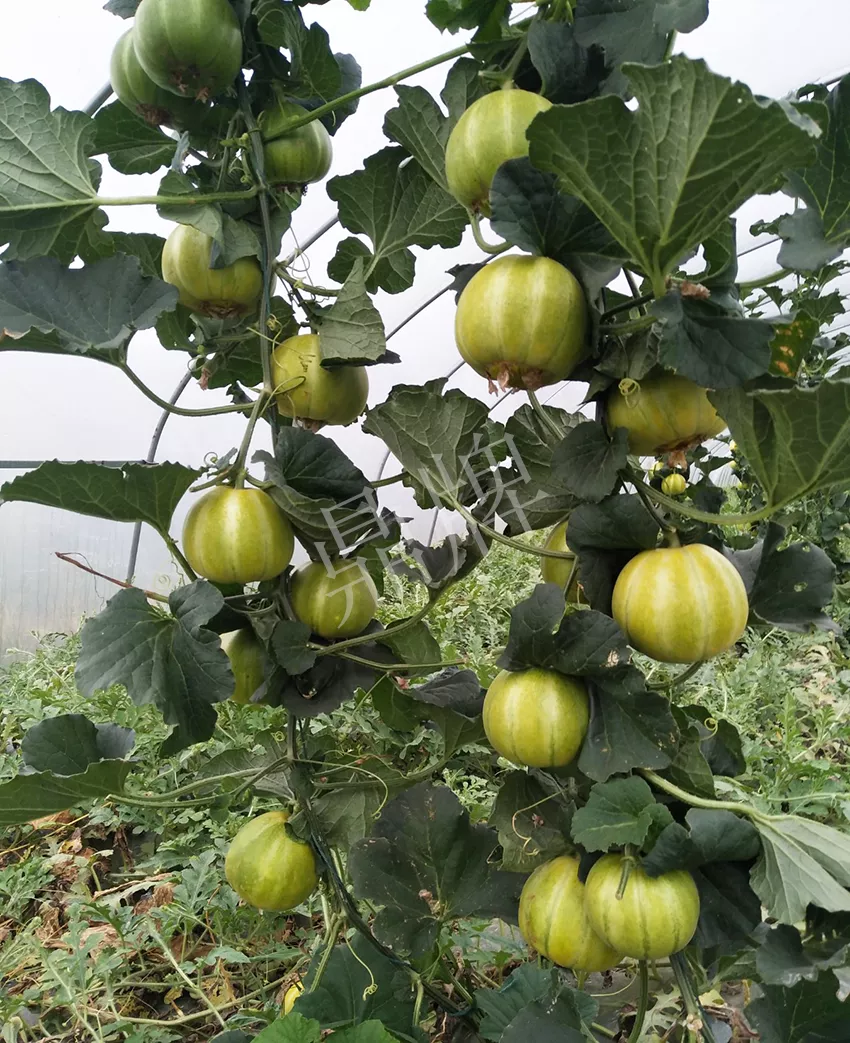 一株坐果15個(gè)，6元1斤，好賣得很