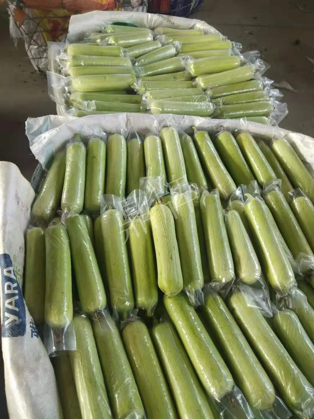 這個絲瓜每畝能掙3萬，沒種植的農(nóng)戶后悔得拍大腿