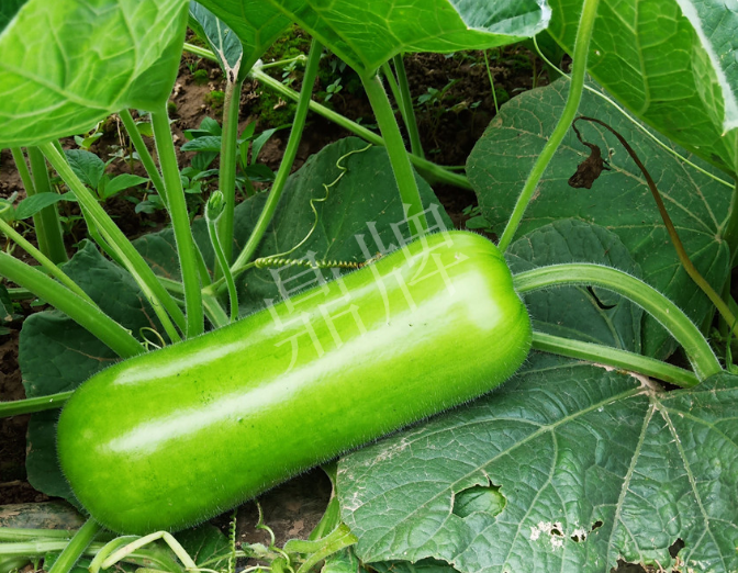 蔬菜種子種植戶客戶點評-牛逼！我露地栽培的瓠瓜，比別人大棚的還早上市！