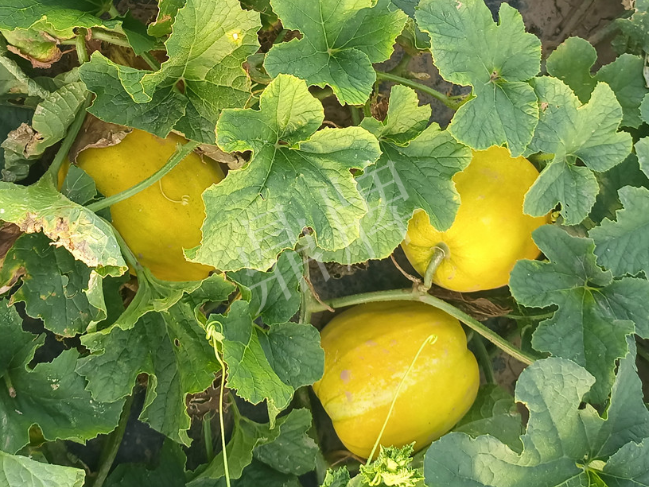 蔬菜種子種植戶客戶點評-種它！種它！高溫季節(jié)就種它！