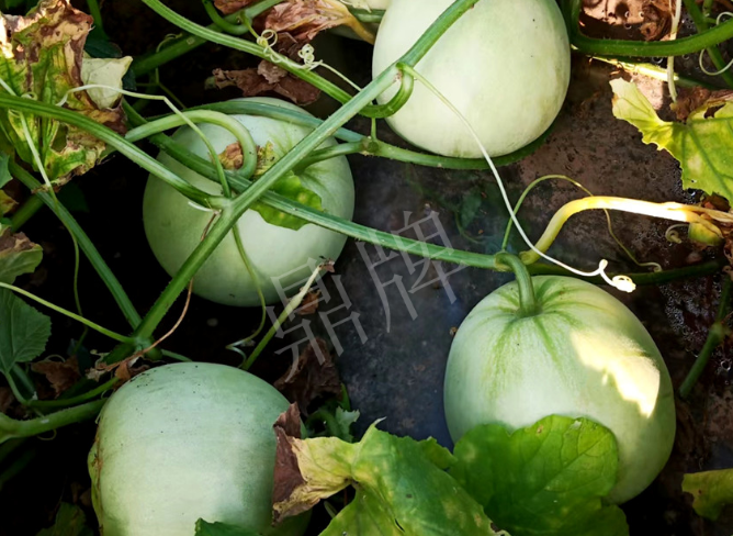 蔬菜種子種植戶客戶點評-種植這個品種，謹(jǐn)防小偷?。?！