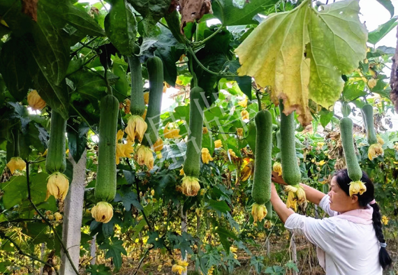 蔬菜種子種植戶客戶點評-8月，持續(xù)高溫下，這種絲瓜少見，少見！