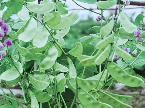 蔬菜種子種植戶客戶點(diǎn)評(píng)-鼎牌幫我度難關(guān)，決心助我大豐收！