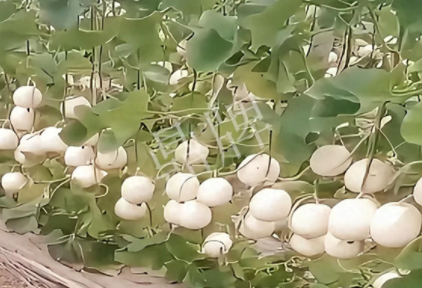 蔬菜種子種植戶客戶點(diǎn)評-現(xiàn)在的瓜菜價(jià)格不好，但我種植的優(yōu)質(zhì)甜瓜還是有好的收入！