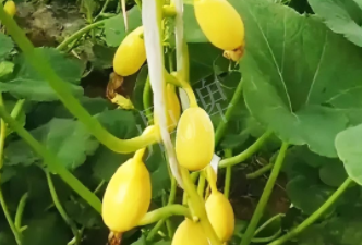 蔬菜種子種植戶客戶點(diǎn)評-一個(gè)特色品種種植戶的反饋，帶給大家的思考