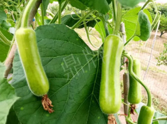 蔬菜種子種植戶客戶點評-科研人員發(fā)誓研究的一個抗高溫品種，您可能需要！