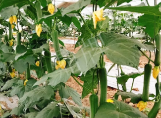 蔬菜種子種植戶客戶點評-一株結瓜30多個，價錢好，賺了！