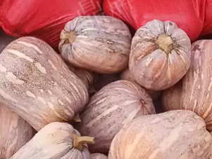 蔬菜種子種植戶客戶點評-今年，這個南瓜品種刷新了我的認知！您遇到過這種情況嗎？
