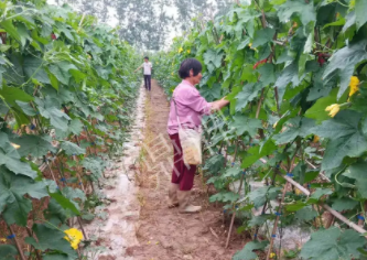 蔬菜種子種植戶客戶點評-85歲老奶奶，還是種植基地的領頭人，做的怎么樣？一起去看看…