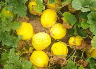 蔬菜種子種植戶客戶點評-瓜農(nóng)說：“還得是這個品種啊！”，什么品種讓種植戶如此感慨？